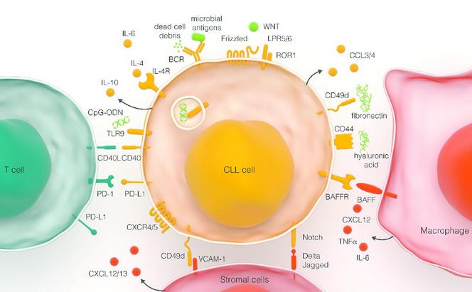 Παθογένεια Αλληλεπίδραση με το μικροπεριβάλλον Σηματοδοτικά μονοπάτια και παράγοντες προάγουν την επιβίωση και τον πολ/σμό BCR (B cell receptor) TLRs (Toll-like receptors) CD40