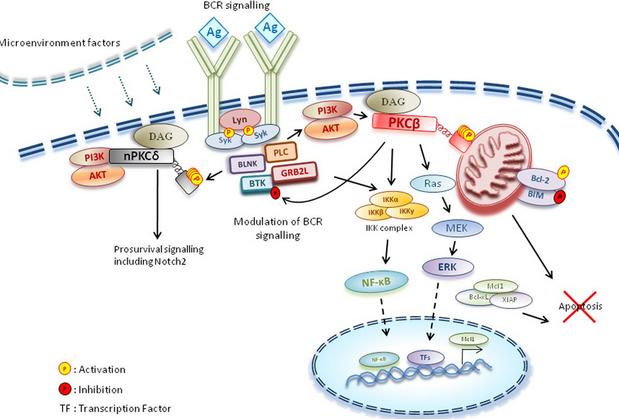 Ibrutinib Αναστολείς BCR... Idelalisib -Εκλεκτικός, μη αναστρέψιμος αναστολέας BTK (πρόσδεση σε Cys481) -Χορήγηση p.