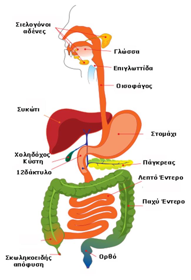 ΑΝΑΤΟΜΙΑ ΠΕΠΤΙΚΟΥ ΣΥΣΤΗΜΑΤΟΣ Αποτελείται από: Πεπτικό