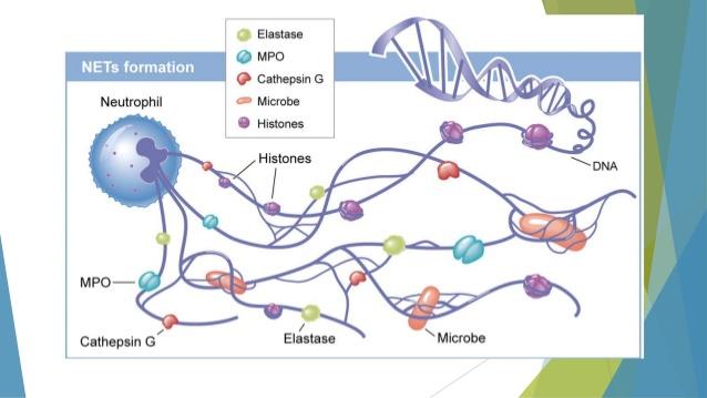 (Immunomodulatory Role of