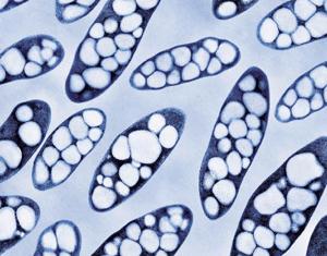 Polihidroksialkanoati Naravni alifatski biopoliester, ki ga proizvajajo bakterije - plastomer Monomer: β-hidroksi kisline Velika raznolikost struktur - Poli(β-hidroksi butirat) - Poli(β-hidroksi