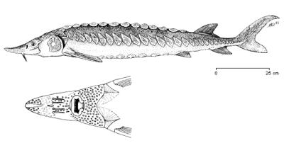 Cyprinus carpio Chelidonichthys cuculus Zeus