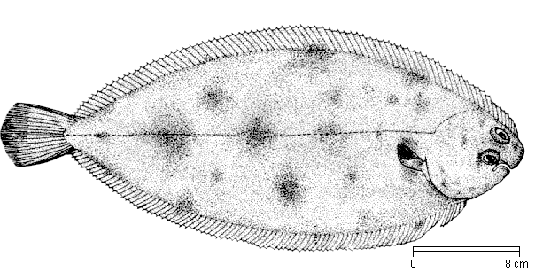 Διάφορα είδη ψαριών Oncorhynchus mykiss Acipenser