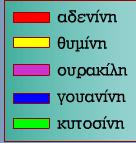 ιαφορές DNA - RNA DNA RNA