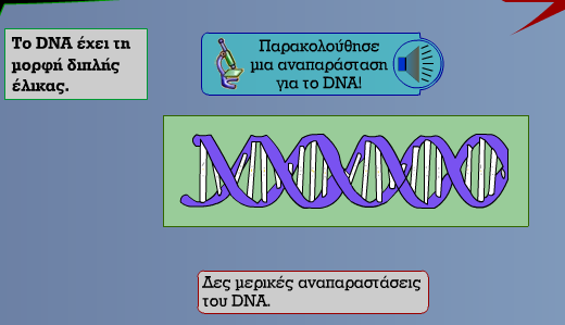 6 Η δομή των νουκλεϊκών οξέων Αποθήκευση της γενετικής πληροφορίας Ποια είναι τα ομικά υλικά του DNA; Ποια η δομή ενός νουκλεοτιδίου του DNA; Ποιες αζωτούχες βάσεις περιέχονται στα νουκλεοτίδια του