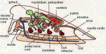 Monoplacophora Στόμα Νευρική χορδή Κόλπος Έδρα Νεφρίδιο Κτενίδιο Γονάδα Ποδικός