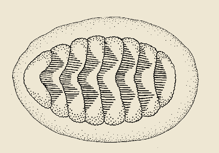 Polyplacophora Στόμα Μανδυακή