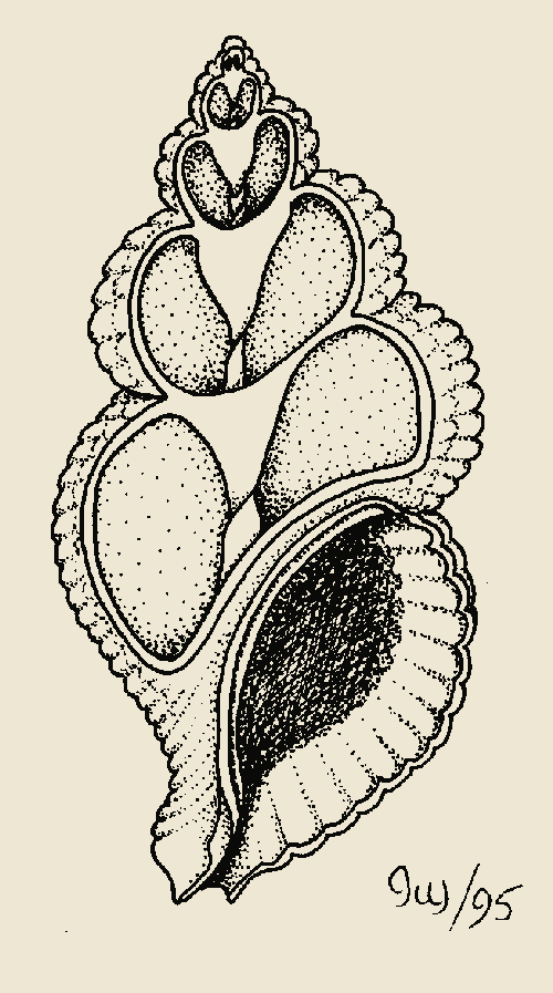 Gastropod shells