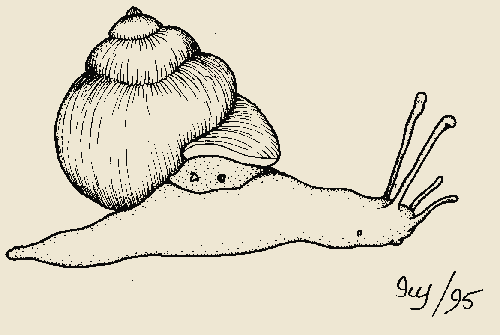 Snail Κέλυφος Έδρα Πόδας