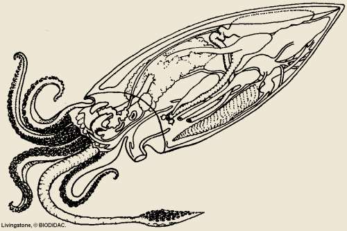 Cephalopod Ανταλλαγή αερίων κέλυφος