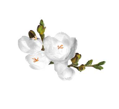 Η Ε Κομψότητας Έ ω ω loral, ω. Α,, Φ.,, Centifolia Rose Absolute Φ. ω musk ω. Spray Σώαο ΟΟ 1 ε η αγοά ο Eclat Femme Weekend EdP Ε ω. Γ' Eclat Weekend.