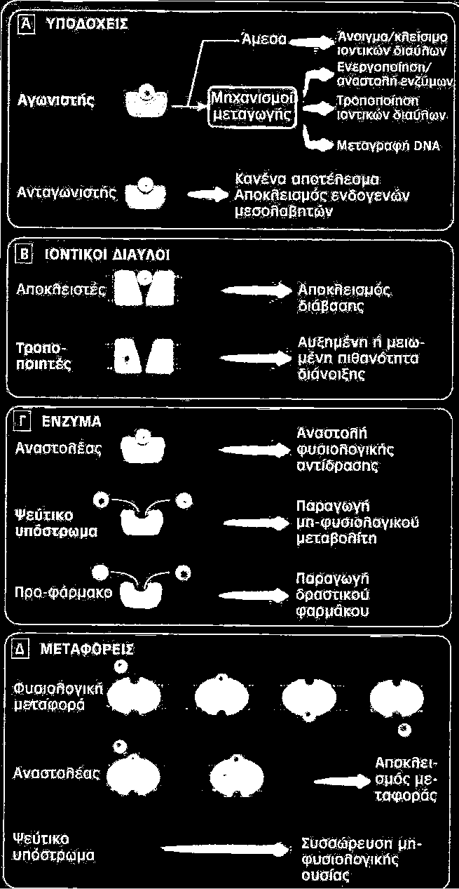 Στόχοι φαρμάκων Υποδοχείς (receptors).