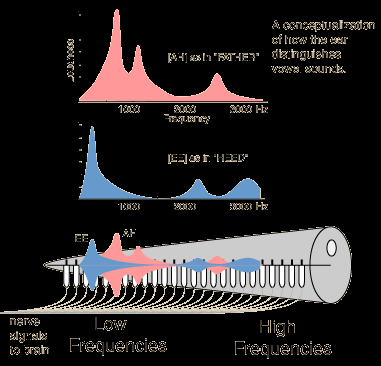 Πως το αυτί διακρίνει τους