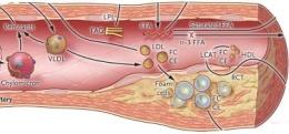 Αδιπονεκτίνη Νέκρωση Λιπόλυση Αντίσταση στην ινσουλίνη Αδιποκυτταροκίνες FFA Λιποτοξικότητα Συστηματικές δράσεις ΗΠΓ NAFLD NASH Κατανάλωση γλυκόζης Απόπτωση