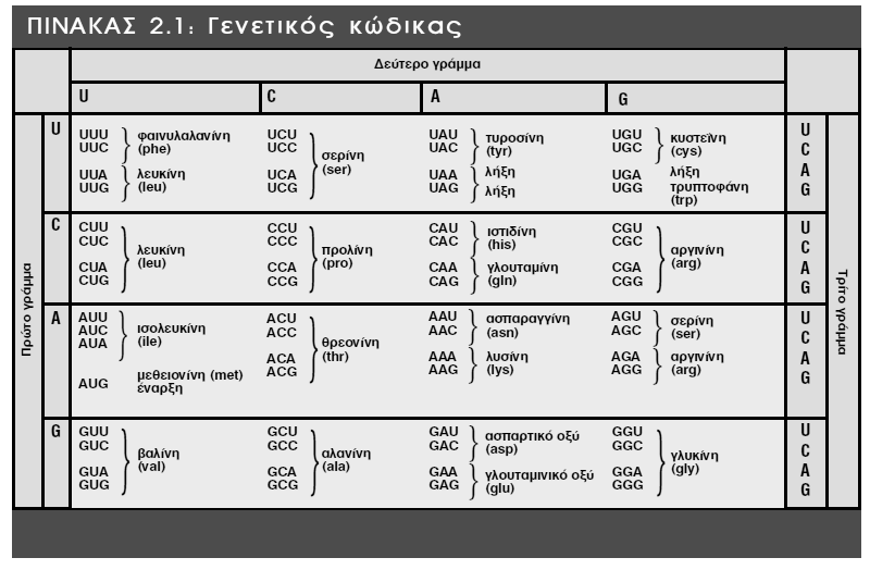 Δ3. Να περιγράψετε τθ διαδικαςία με τθν οποία μποροφμε να δθμιουργιςουμε κλϊνο βακτθρίων ο οποίοσ κα παράγει ςε μεγάλεσ ποςότθτεσ το πενταπεπτίδιο ΝΘ 2 -met-gly-glu-his-pro-cooh.