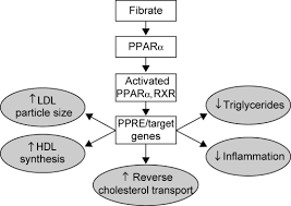 Fibrates