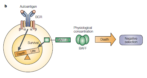BLyS: Αδςναμία