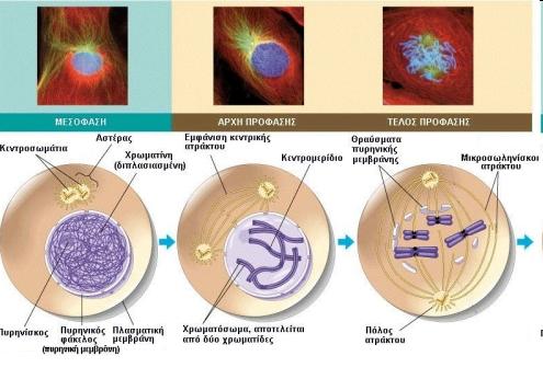 Τα Στάδια Της Μίτωσης Στο Ζωικό Κύτταρο Μεσόφαση Προς το τέλος της µεσόφασης ο πυρήνας είναι ορατός και περιβάλλεται από τον πυρηνικό φάκελο. Ορατός είναι ακόµη και ο πυρηνίσκος.