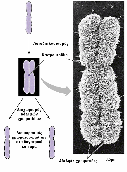 Αυτοδιπλασιασµός των χρωµατοσωµάτων και ο