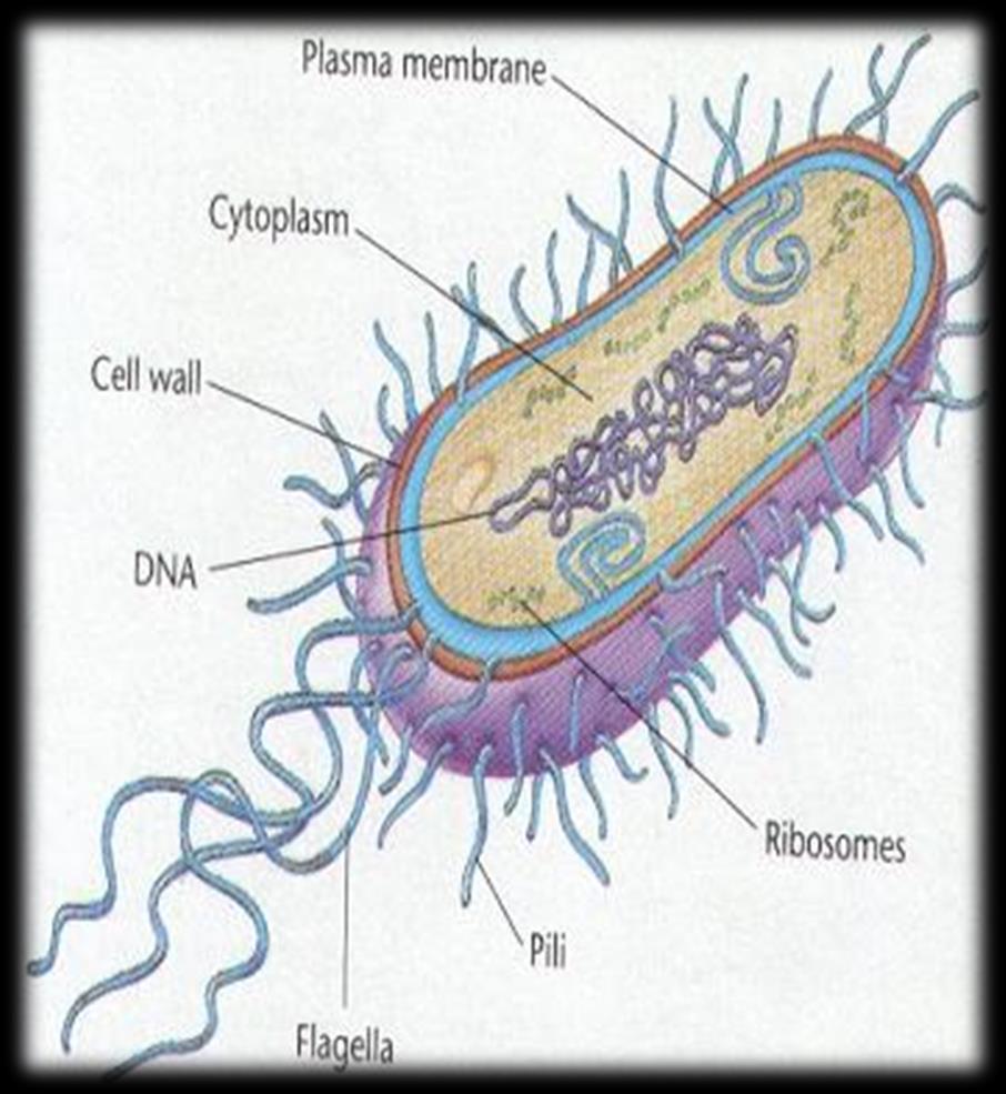 μορφολογικά χαρακτηριστικά το βακτηριακό κύτταρο δεν έχει: πυρήνα