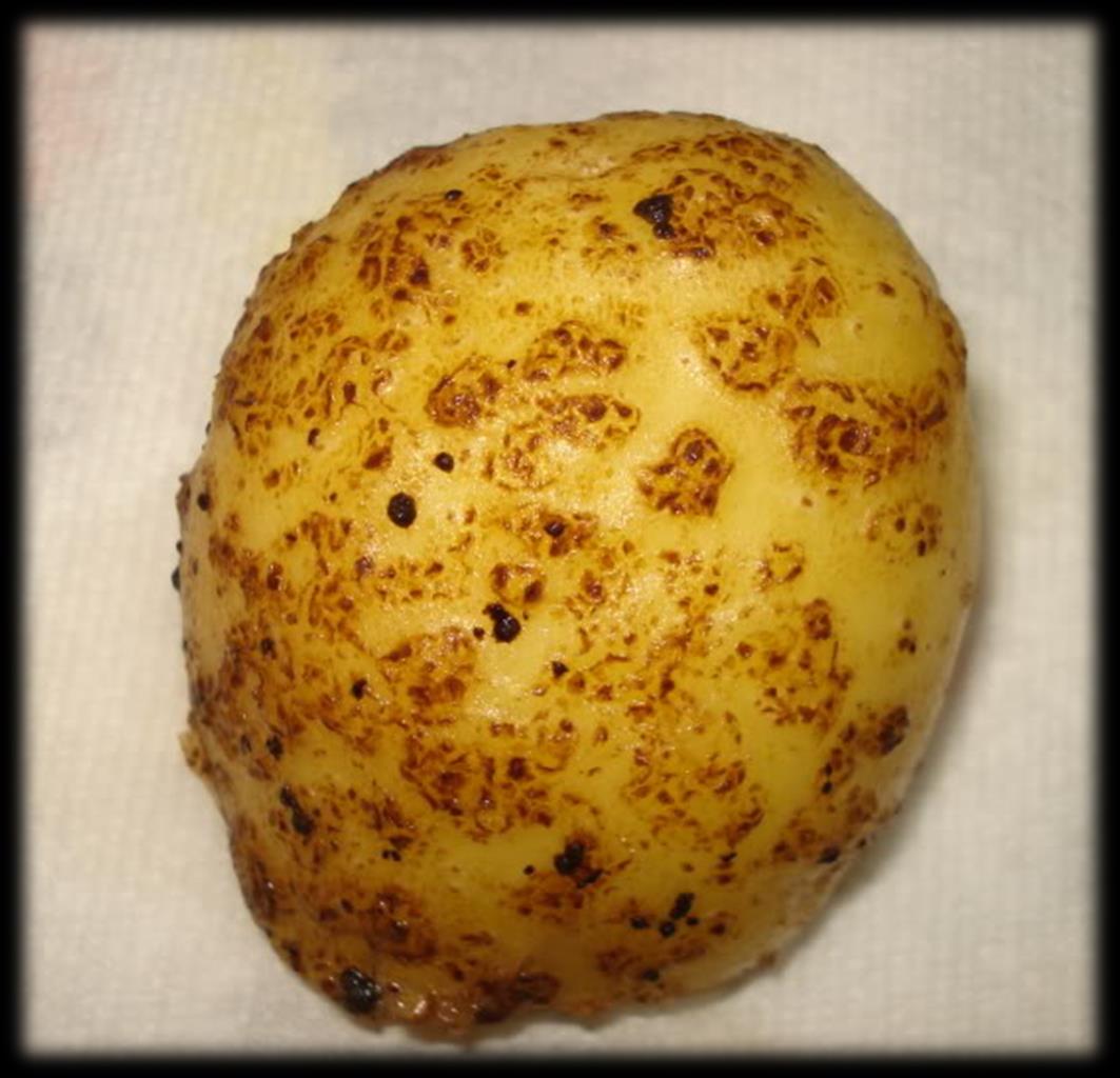 ακτινομύκωση της πατάτας στους κονδύλους