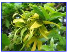 levanduľa magnólia pelargónia Ylang-Ylang sa doslova prekladá ako "kvety kvetov".