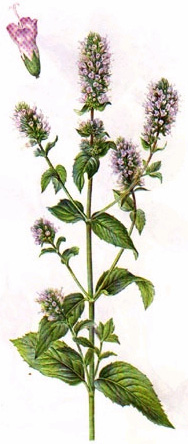(S)-karvón (R)-karvón Škoricový aldehyd Škoricový aldehyd (3-fenylpropenál) dostal pomenovanie podľa toho, že dáva typickú vôňu škorici.