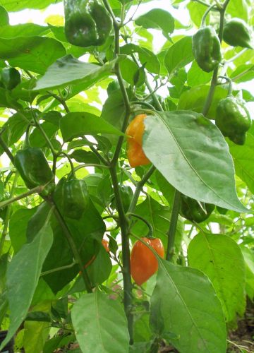 Paprika Habanero (Capsicum chinense) 37 Tabasco 38 Kapsaicín ako obsahová látka z papriky našla svoje uplatnenie aj v medicíne.
