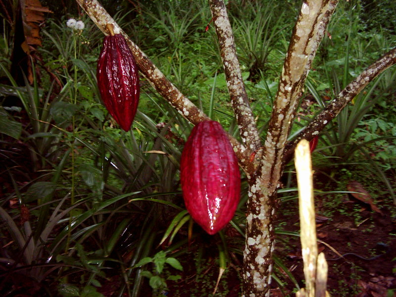 Teobromín Teobromín (3,7-dihydro-3,7-dimetyl-1H-purín-2,6-dión) Vlastnosti: kryštalický teobromín tvorí biely alebo žltkastý mikrokryštalický prášok.