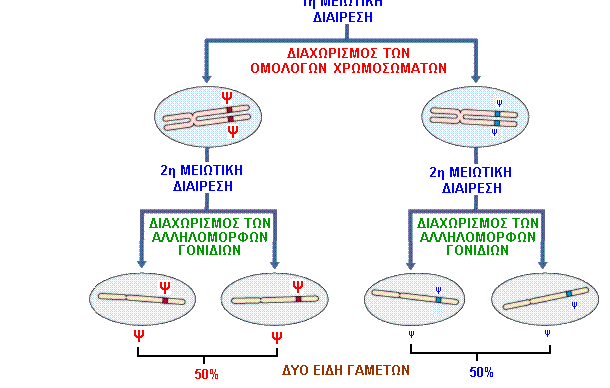 Νόµος διαχω