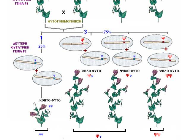 1ος ΝΟΜΟΣ TOY MENDEL & ΜΕΙΩΣΗ ΣΤΗ ΙΑΣΤΑΥΡΩΣΗ ΜΟΝΟΫΒΡΙ ΙΣΜΟΥ O Mendel διασταύρωσε κοντά ψψ µε ψηλά ΨΨ φυτά Τα φυτά της F1 γενεάς είχαν τον ίδιο φαινότυπο ψηλό µε γονότυπο Ψψ (ετερόζυγα) Βγαίνει το