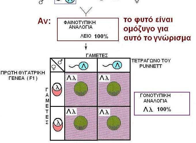 ΙΑΣΤΑΥΡΩΣΗ ΕΛΕΓΧΟΥ Ή ΑΝΑ ΡΟΜΗ ΙΑΣΤΑΥΡΩΣΗ Είναι η διασταύρωση ενός ατόµου άγνωστου γονότυπου για έναν επικρατή χαρακτήρα µε ένα άτοµο οµόζυγο για το υπολειπόµενο αλληλόµορφο γονίδιο Ο Mendel