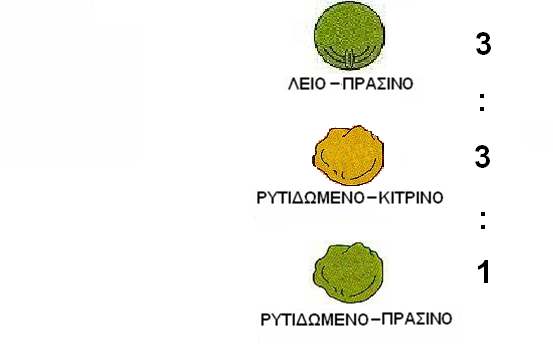 Στη συνέχεια διασταύρωσε τα φυτά της F1 γενεάς (µε γονότυπο ΚκΛλ) µεταξύ τους Ο Mendel παρατήρησε 4 τύπους σπερµάτων στην F2 γενεά: ΛΕΙΑ & ΚΙΤΡΙΝΑ ΛΕΙΑ & πράσινα ΙΑΣΤΑΥΡΩΣΗ ΙΫΒΡΙ