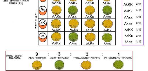 ΟΛΟΚΛΗΡΩΜΕΝΗ ΕΠΕΞΗΓΗΣΗ ΙΑΣΤΑΥΡΩΣΗΣ ΙΫΒΡΙ ΙΣΜΟΥ Στη συνέχεια διασταύρωσε τα φυτά της F1 γενεάς (µε γονότυπο ΚκΛλ) µεταξύ τους Κάθε γονέας παράγει 4 είδη γαµετών: ΛΚ, Λκ, λκ και λκ σε ίσα ποσοστά