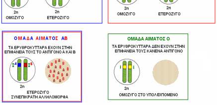 ΟΜΑ ΕΣ ΑΙΜΑΤΟΣ & ΣΥΣΤΗΜΑ ΑΒΟ Άτοµα µε οµάδα αίµατος Α Έχουν γονότυπο: ΙΑΙΑ, ΙΑi Τα ερυθροκύτταρα τους έχουν στην εξωτερική τους επιφάνεια το αντιγόνο τύπου Α Άτοµα µε οµάδα αίµατος Β Έχουν γονότυπο: