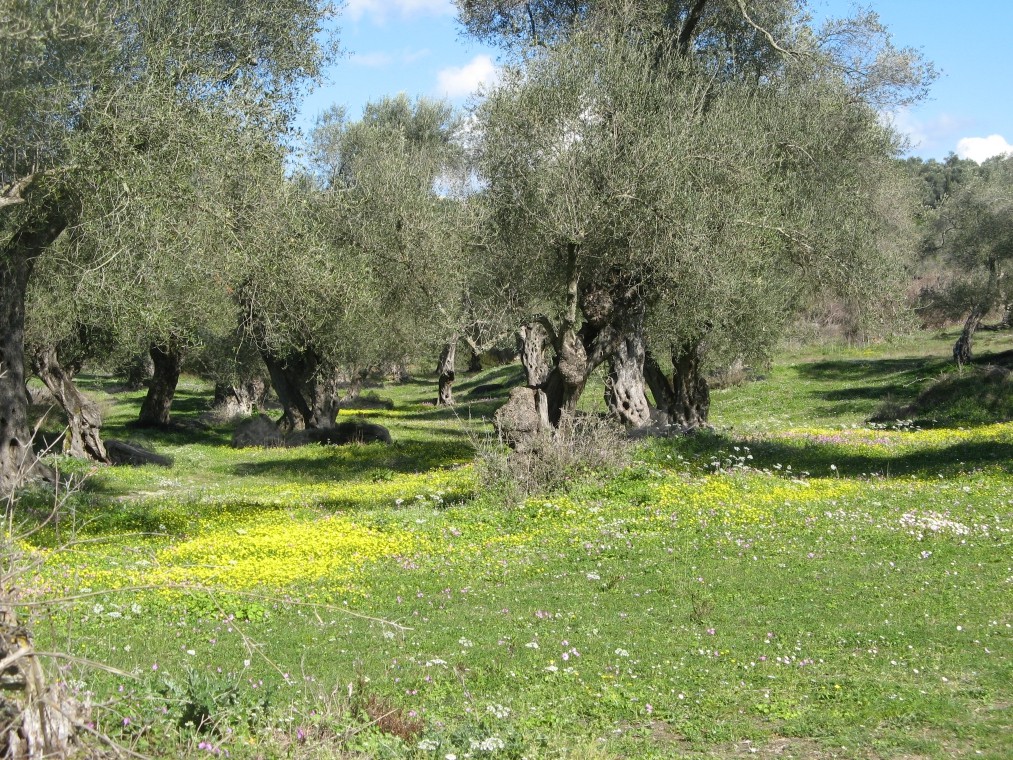 Περιουσία του μοναστηριού Για την ίδρυση του Μοναστηριού ο Μαρίνι άφησε τεράστια περιουσία που την αποτελούσαν χωράφια, ελιές, μαγαζιά, αποθήκες και εργαστήρια.