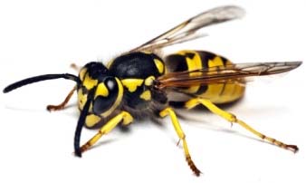 Πρόληψη: Δηλητηριώδη έντομα Στην εξοχή μη φοράτε έντονα χρώματα ούτε πολύχρωμα ρούχα Μην περπατάτε ξυπόλυτοι στην ύπαιθρο Μην αφήνετε εκτεθειμένα