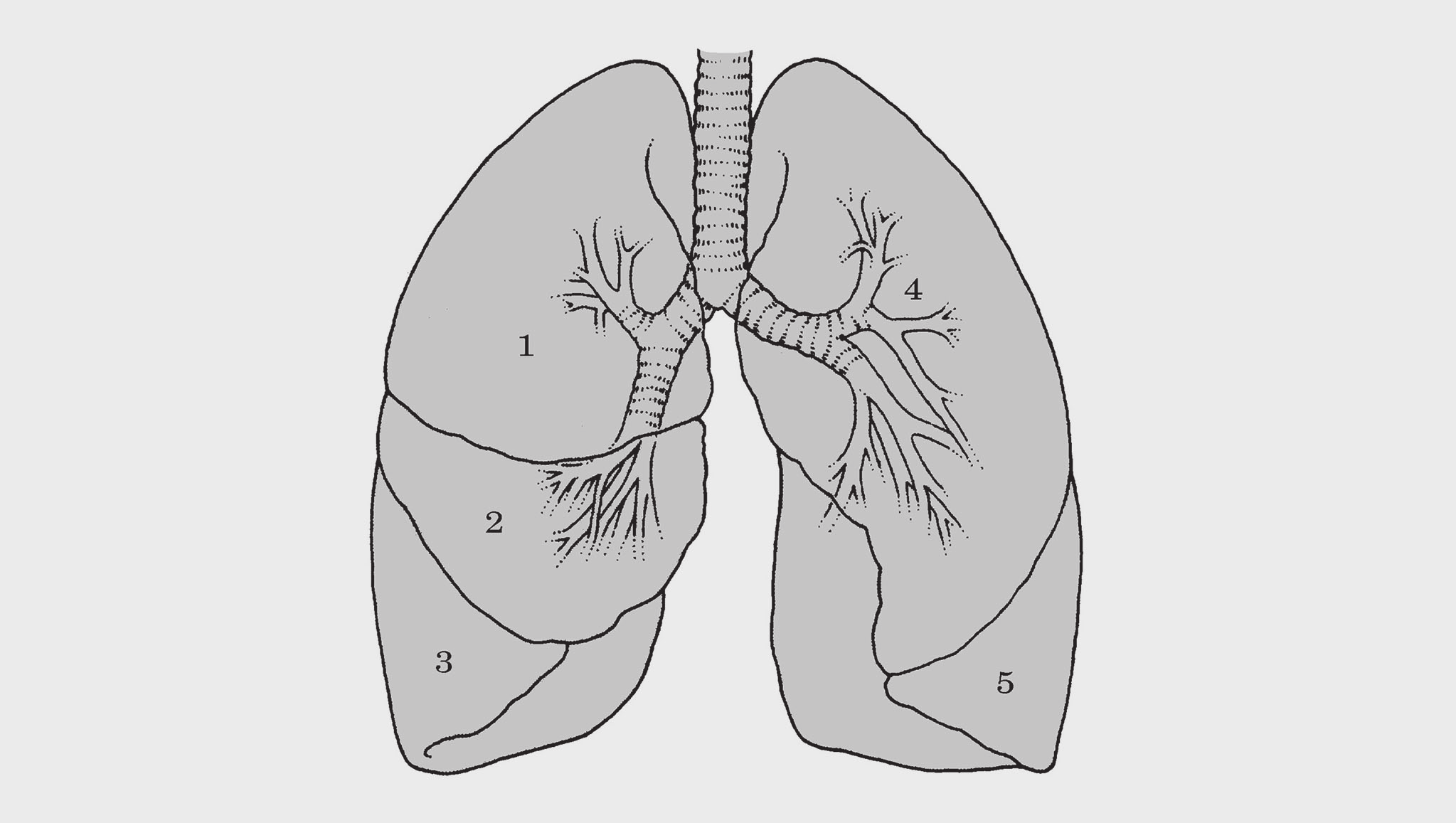 42 Βασικές Προβολές Αναπνευστικού Σύστηματος Οι ερωτήσεις 26-27 αναφέρονται στην παρακάτω εικόνα: Εικόνα 1.3.