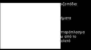 Αν και ο μεγαλύτερος θάλαμος φέρει το κύριο άνοιγμα, όλοι οι θαλάμων είναι διάτρητοι.