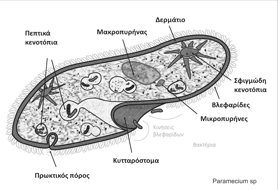 1) Paramecium Είναι ένα κοινό Βλεφαριδοφόρο του γλυκού νερού. Στο παρασκεύασμα μπορούμε να εντοπίσουμε (Σχ. 3.