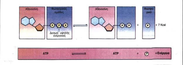 Μέρος κυττάρου που γίνεται εξώθερμη αντίδραση ΑDT + P + E ATP Μέρος κυττάρου που γίνεται ενδόθερμη αντίδραση ATP ΑDT + P + E Το ΑΤΡ χαρακτηρίζεται σαν ενεργειακό νόμισμα γιατί μεσολαβεί μεταξύ των