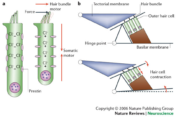Figure 5 The putative motors of outer hair cells.