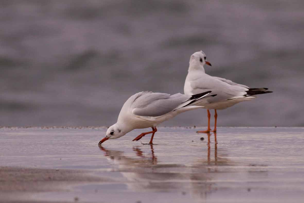 PAGE 14 Bird Race Πόλης Το Σάββατο 22 Νοέμβρη πραγματοποιήθηκε το 4ο Birdrace βόρειας Ελλάδας, αλλά αυτός ο αγώνας είχε κάτι το ξεχωριστό.