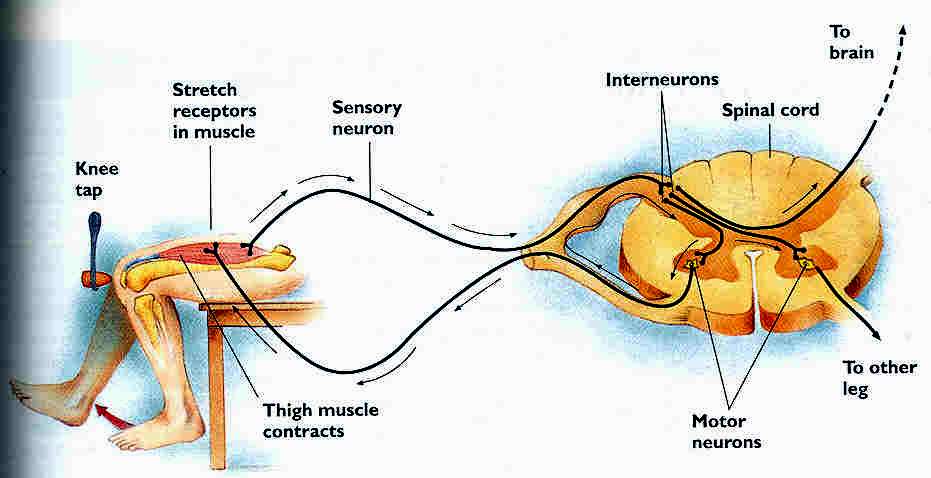 Ηλεκτρομυογράφημα Αντανακλαστικά Αντανακλαστικά: Μορφές αισθητήριας επεξεργασίας που λαμβάνουν χώρα στο νωτιαίο μυελό υπεύθυνος για ορισμένες συμπεριφορές χωρίς οδηγίες από τον εγκέφαλο.