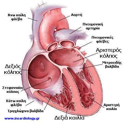 Καρδιακός Κύκλος Δεξ. κόλπος: δέχεται φλεβικό αίμα από ά/κ κοίλη φλέβα + στεφανιαίο κόλπο. Δεξ. κοιλία: εξωθεί αίμα στην πνευμονική κυκλοφορία.