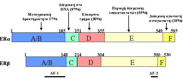 ERα και ERβ AF-1 DNA Ligand / AF-2 A/B C D E F ERa 1 180 263302 N- 552595 -C ERb 1 144 227255 504 530 N- -C (18) (97) (30) (59) (18) Διαφορετική κατανομή στους