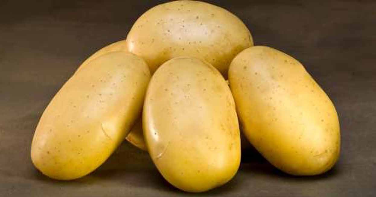 ΠΑΤΑΤΑ Cimega Η Cimega είναι μια νέα ποικιλία σην αγορά της νωπής πατάτας. Έχει πολύ υψηλή παραγωγή, ομοιομορφία κονδύλων, πολύ ωραίο φλοιό και χρώμα σάρκας ανοιχτό κίτρινο.