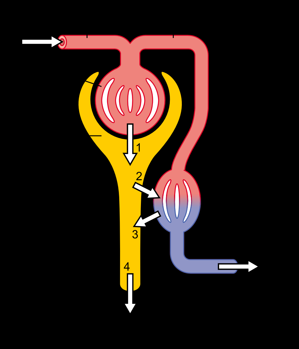 GFR = 180 L/HM