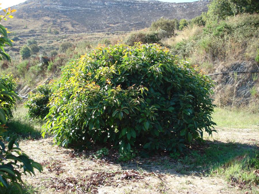 ΤΕΧΝΟΛΟΓΙΚΟ ΕΚΠΑΙΔΕΥΤΙΚΟ ΙΔΡΥΜΑ ΚΡΗΤΗΣ ΣΧΟΛΗ ΤΕΧΝΟΛΟΓΙΑΣ ΓΕΩΠΟΝΙΑΣ ΤΜΗΜΑ ΦΥΤΙΚΗΣ ΠΑΡΑΓΩΓΗΣ ΠΤΥΧΙΑΚΗ ΕΡΓΑΣΙΑ Η