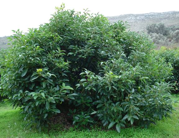 κατά ένα μεγάλο βαθμό σε ατελή επικονίαση και σε δυσχέρειες κατά το στάδιο της καρπόδεσης (Bergh 196, Loupassaki et al. 1995, 1997).